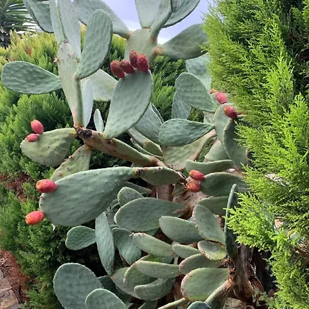 Willa Sevinc Akasya Luxury Milas